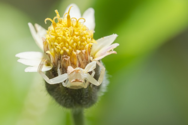 Flor macro y araña