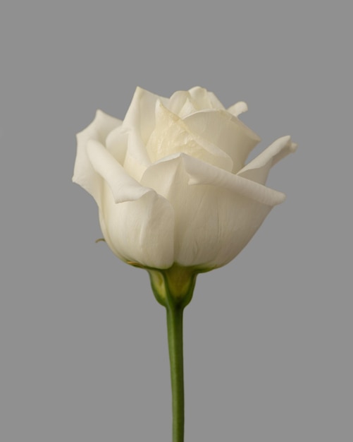 Flor de Macro eustoma sobre un fondo blanco