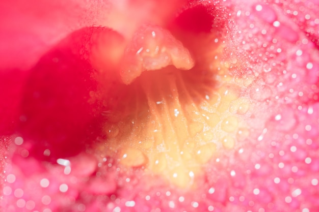 Flor de macro de fondo