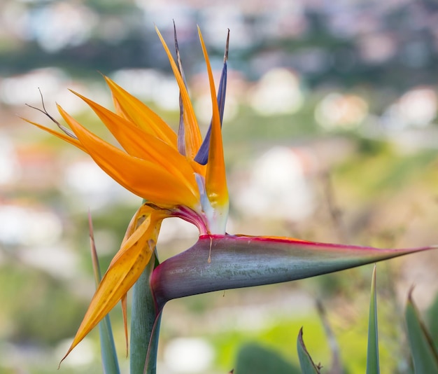 flor de madeira