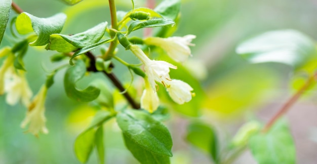 Flor de madreselva en un cultivo de bayas de primer plano de arbusto en el jardín en primavera