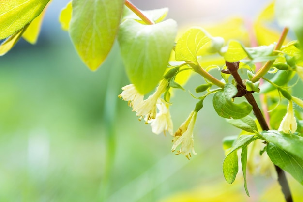 Flor de madreselva en un cultivo de bayas de primer plano de arbusto en el jardín en primavera