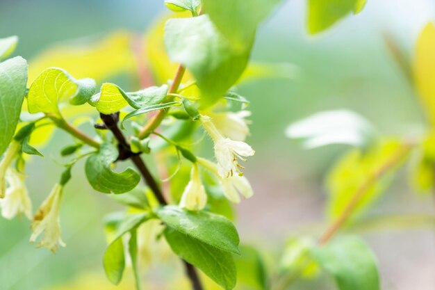 Flor de madreselva en un cultivo de bayas de primer plano de arbusto en el jardín en primavera