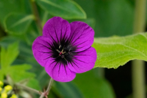 Una flor magenta entre hojas verdes