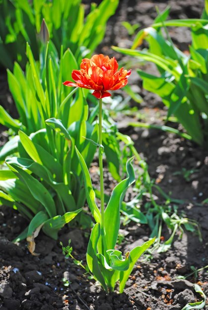 Flor magnífica del tulipán que crece en el jardín