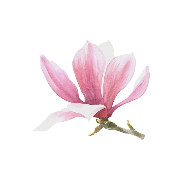 Flor de magnolia Acuarela Dibujado a mano Ilustración aislada sobre fondo blanco
