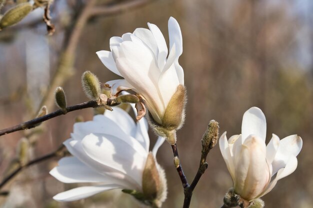 Flor de magnolia en un árbol de magnolia Los árboles de magnolia son un verdadero esplendor