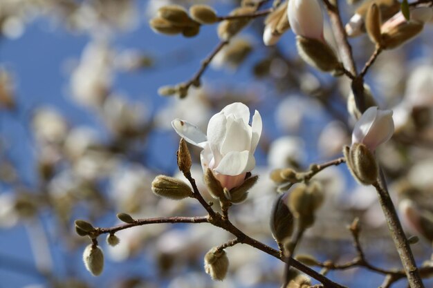 Foto una flor de magnolia blanca está empezando a florecer