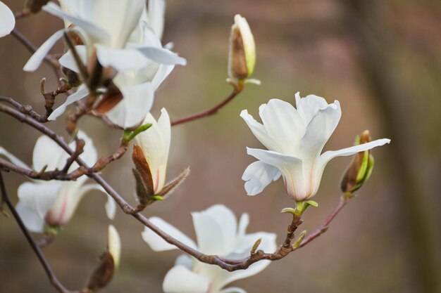 flor de magnolia blanca