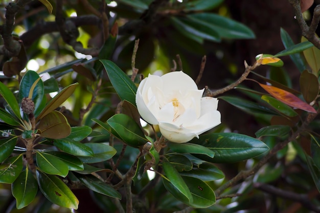 flor de magnolia blanca