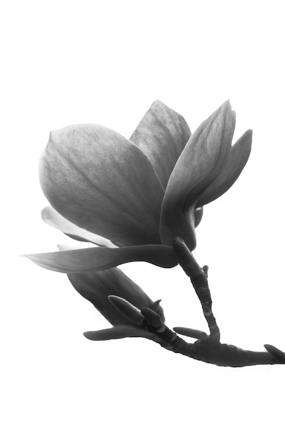 Flor de magnolia blanco y negro