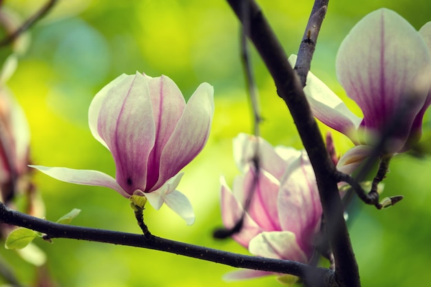 Flor de magnolia floreciente en la rama