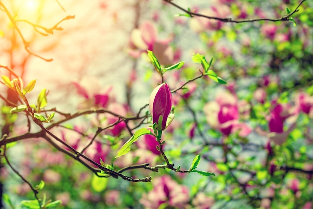 flor, magnolia, flores, primavera