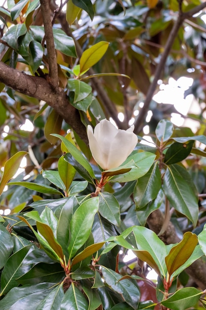 Flor de la Magnolia grandiflora, la magnolia del sur