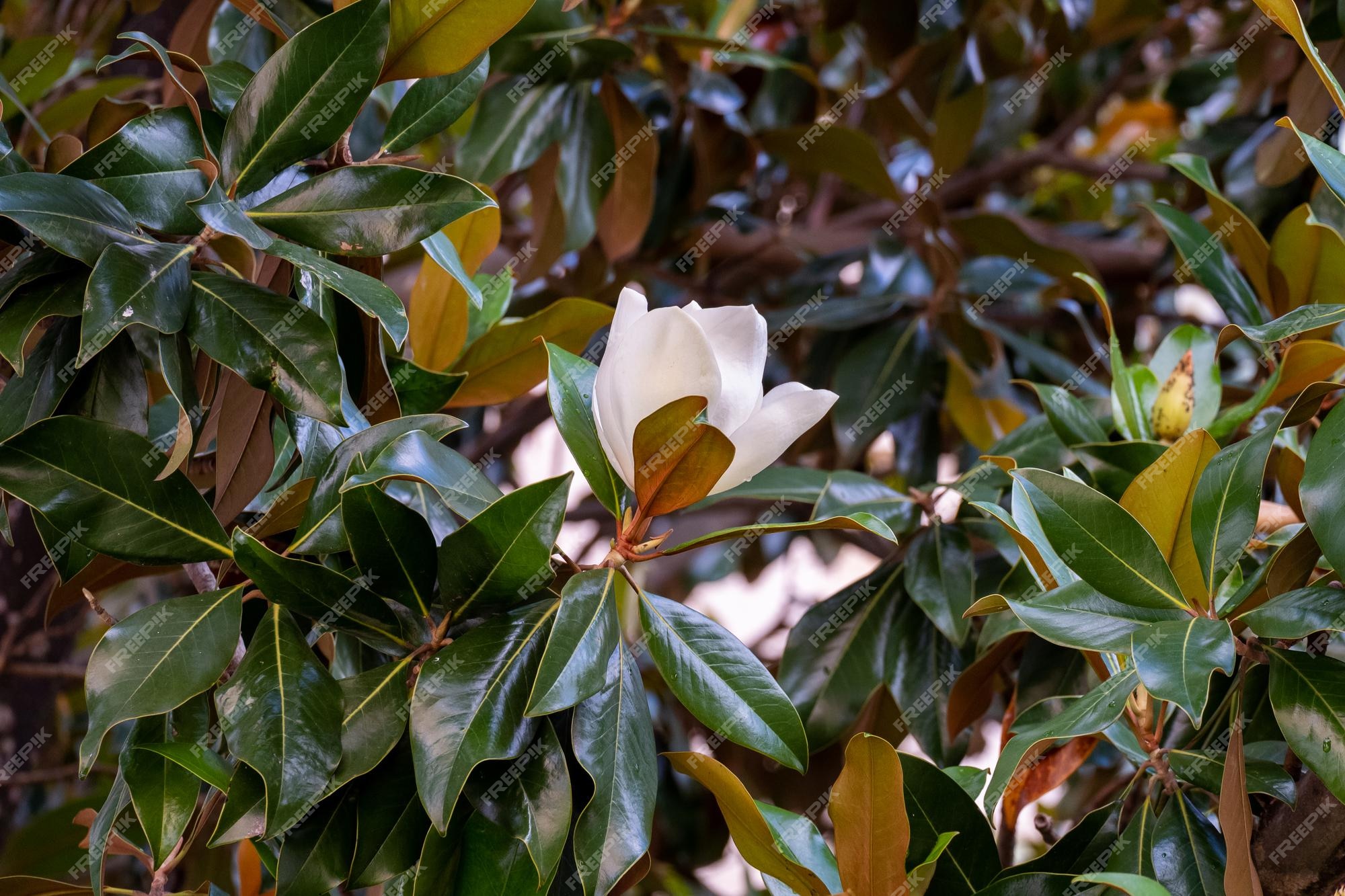 Flor de la magnolia grandiflora la magnolia del sur | Foto Premium