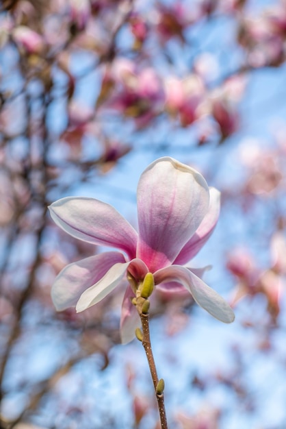 Una flor de magnolia en el jardín al amanecer sobre un fondo borroso Hermoso día de primavera