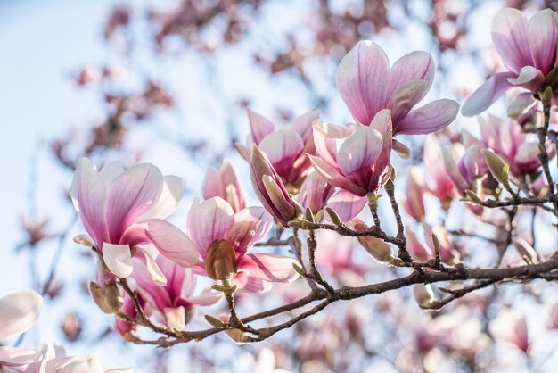 Flor de magnolia en el jardín al amanecer sobre un fondo de cielo azul Hermoso día de primavera