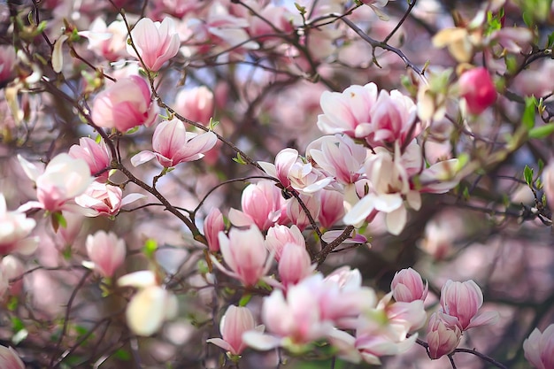 flor de magnolia jardín de primavera / hermosas flores, fondo de primavera flores rosadas