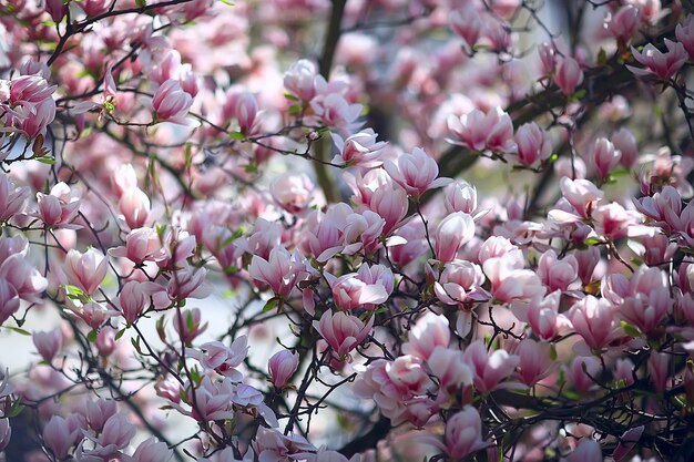 flor de magnolia jardín de primavera / hermosas flores, fondo de primavera flores rosadas