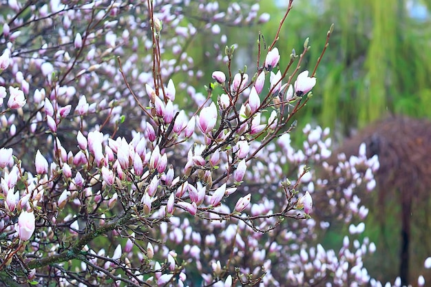 flor de magnolia jardín de primavera / hermosas flores, fondo de primavera flores rosadas