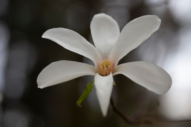 Flor de magnolia kobus floreciente primer plano en primavera