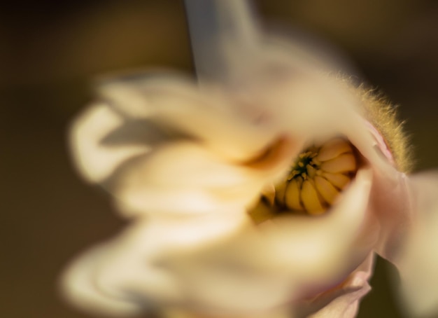 flor de magnolia macro, árboles en flor, jardín de primavera