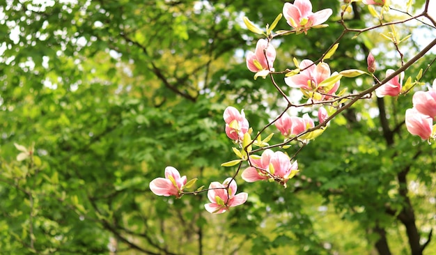 Flor de magnolia en el parque Fondo natural de flores rosas y blancas Árbol floreciente