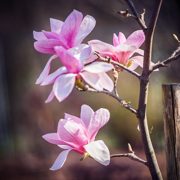 Flor de Magnolia en el parque en primavera