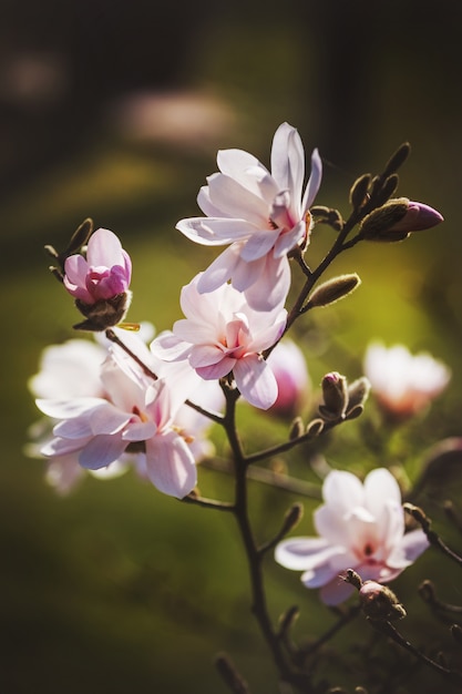 Flor de Magnolia en el parque sobre fondo oscuro