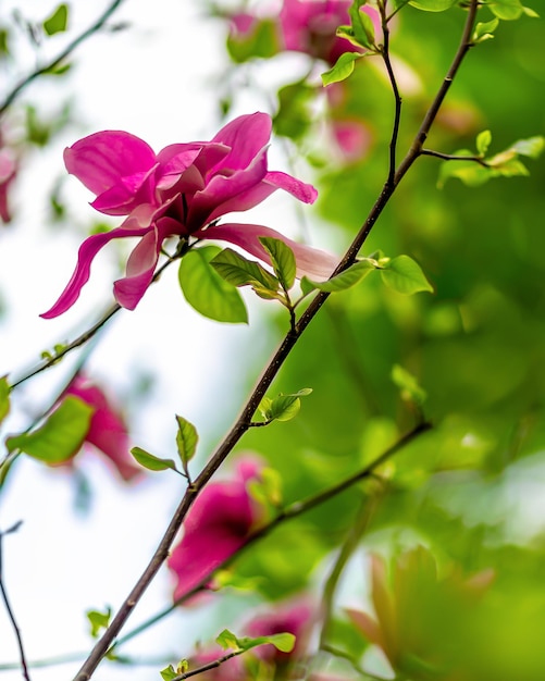 La flor de magnolia en un primer plano de fondo borroso