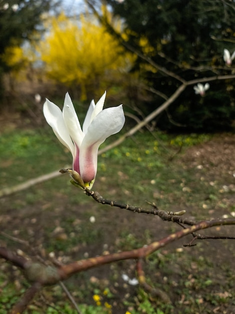 Foto una flor de magnolia en una rama con un árbol amarillo al fondo.