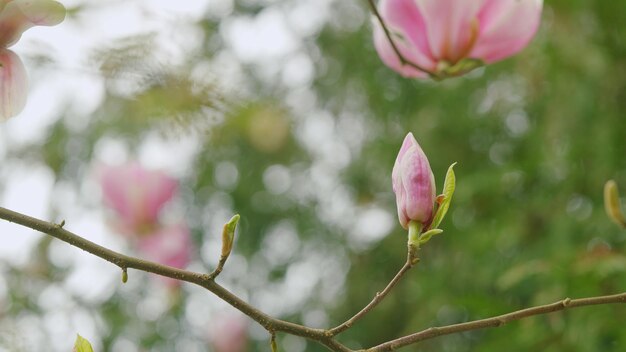 Flor de magnolia rosada o magnolia liliiflora en una rama hermoso árbol con flores de cerca