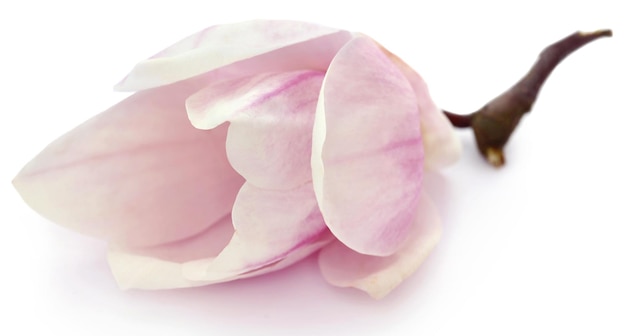 Flor de magnolia sobre fondo blanco.