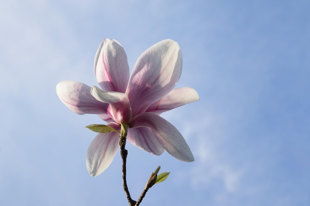 Flor de magnolia sobre un fondo de cielo azul con luz primaveral soleada