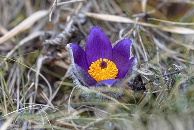 Flor maior pasque - Pulsatilla grandis - cabeça de flor roxa e amarela vibrante crescendo em grama seca