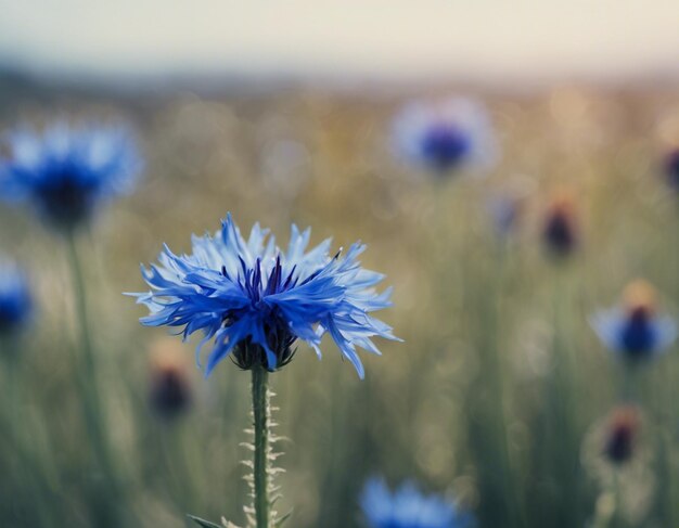 Foto un flor de maíz azul