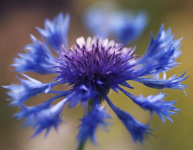 Foto un flor de maíz azul