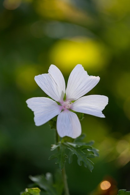 Foto flor de malva de almizcle blanco floreciente en una fotografía macro de un día soleado de verano.