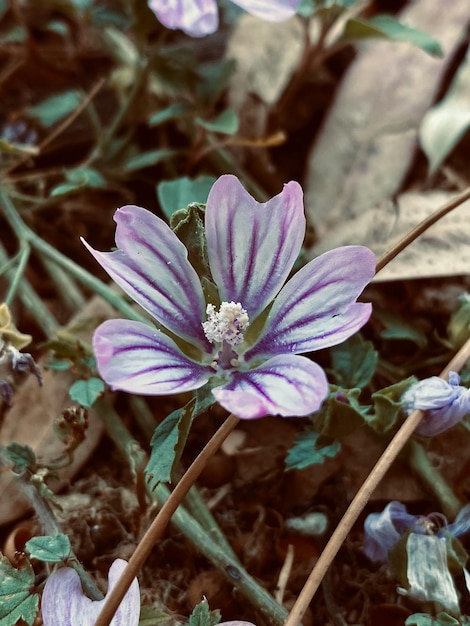 Flor de malva morada en el jardín con efecto de filtro estilo retro vintage