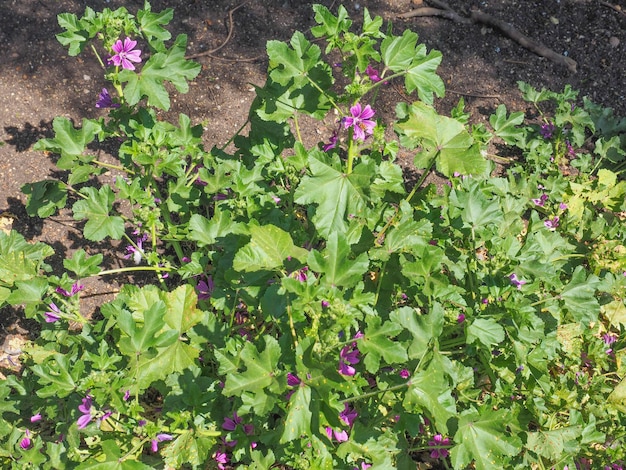 Flor de malva morada