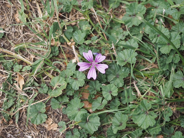 Flor de malva púrpura