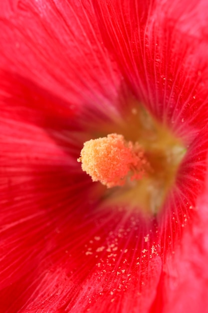 Flor de malva rosa de cerca