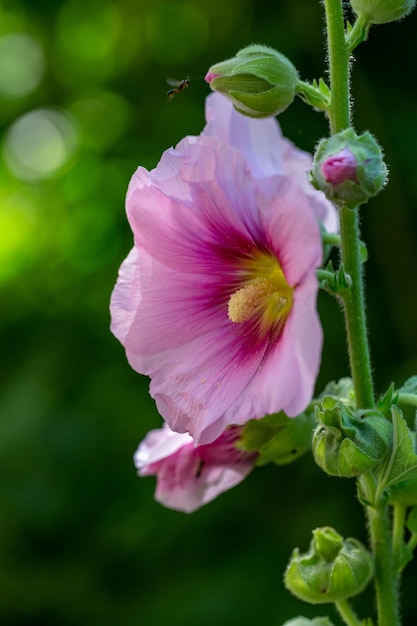 Flor de malva rosa floreciente sobre un fondo verde en una fotografía macro de un día soleado de verano