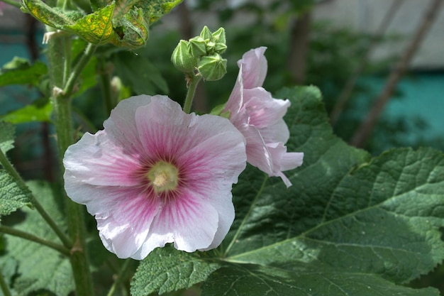 Flor de malva rosa flores rosas en el jardín horizontal