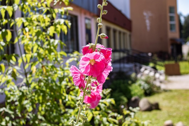 Flor de malva rosa grande entre hojas verdes