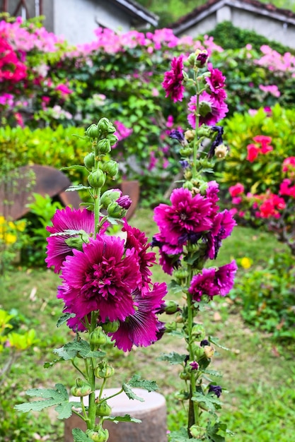 Flor de malvarrosa en el jardín