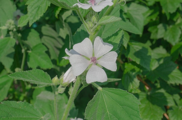 Flor de malvavisco blanco Althaea officinalis en el prado verde