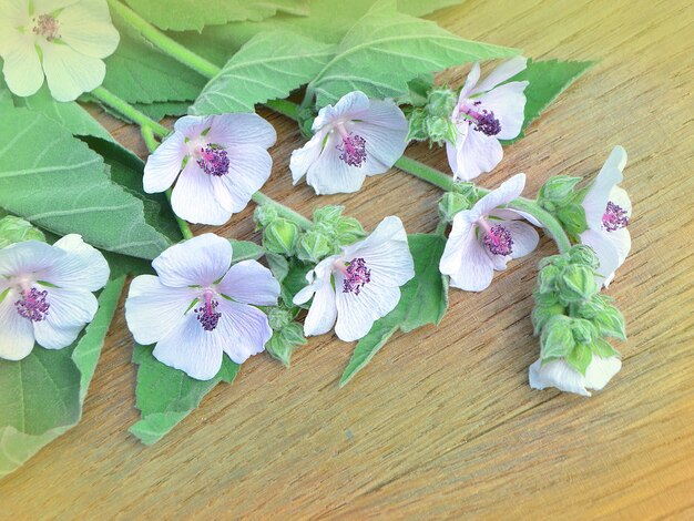 Flor de malvavisco en mesa de madera. Medicina tradicional