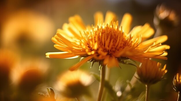 flor en la mañana