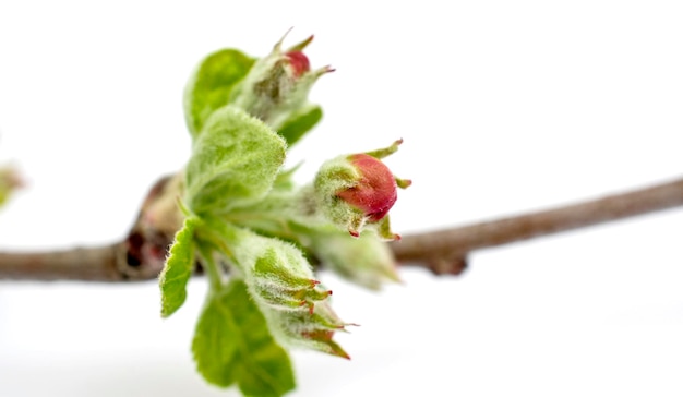 Flor de manzana sin abrir sobre un fondo blanco en el estudio.